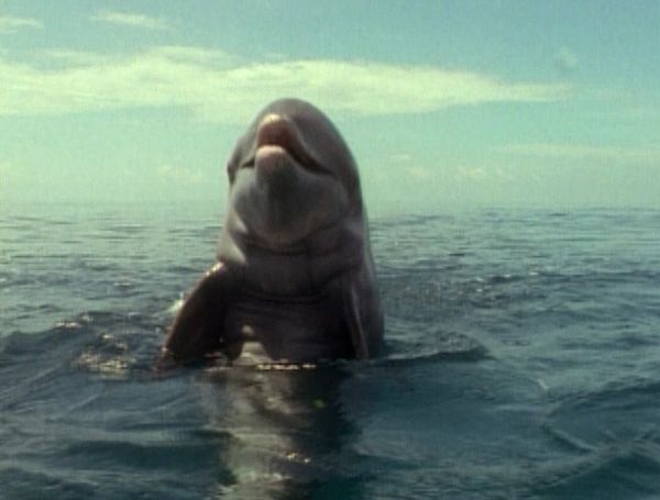 Flipper: The New Adventures - Thanksgiving