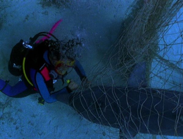 Flipper: The New Adventures - Fallen Hero