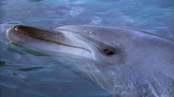 Flipper: The New Adventures - Kidnapped, Part 2