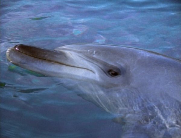 Flipper: The New Adventures - Kidnapped, Part 2