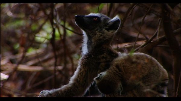 Lemur Street - Trading Places