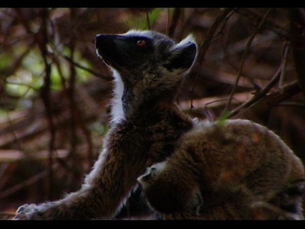 Lemur Street - Trading Places