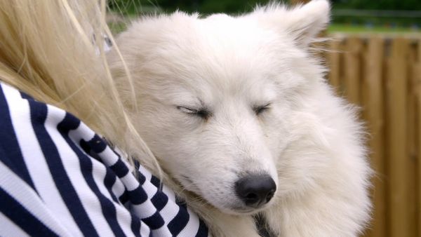 Dog School - Episode 3