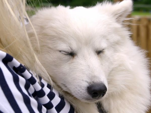 Dog School - Episode 3