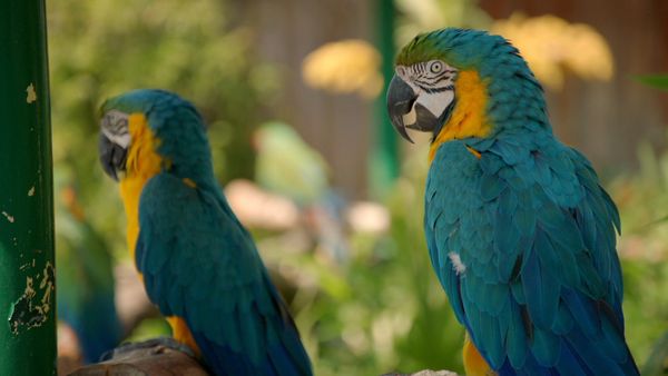 Animal Park - Episode 12