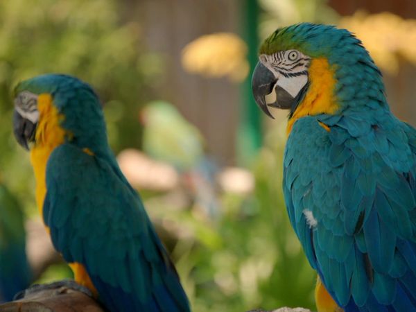 Animal Park - Episode 12