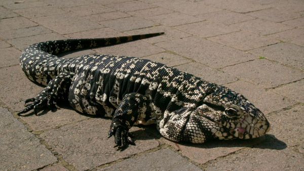 Animal Park - Episode 11