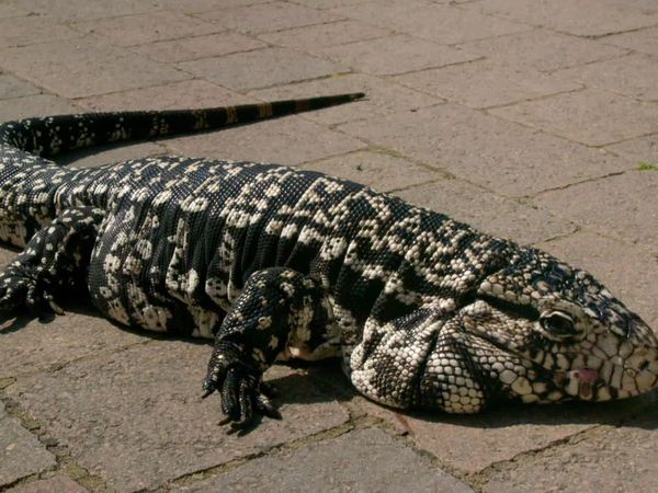 Animal Park - Episode 11