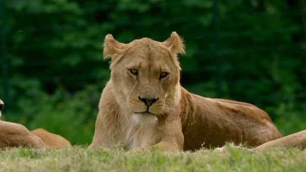 Animal Park - Episode 14