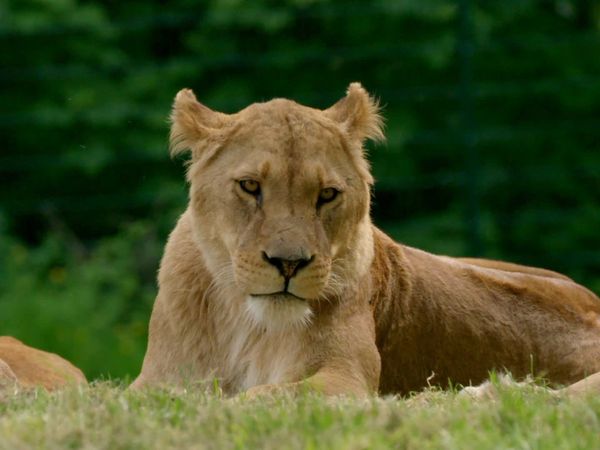 Animal Park - Episode 14