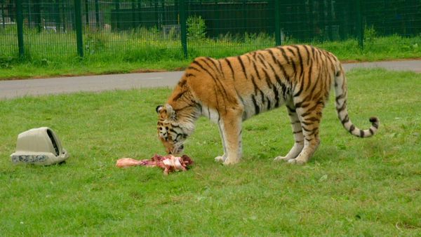Animal Park - Episode 7