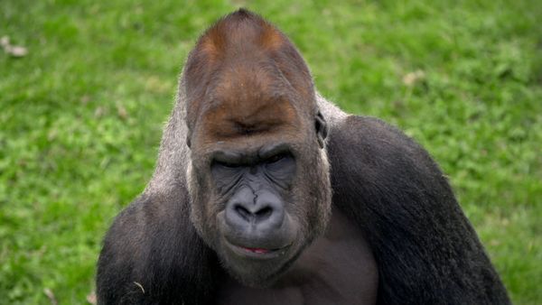 Animal Park - Episode 13
