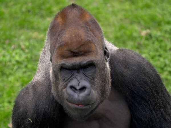 Animal Park - Episode 13