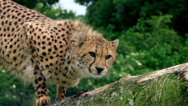 Animal Park - Episode 9