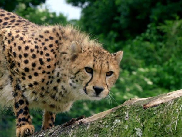 Animal Park - Episode 9