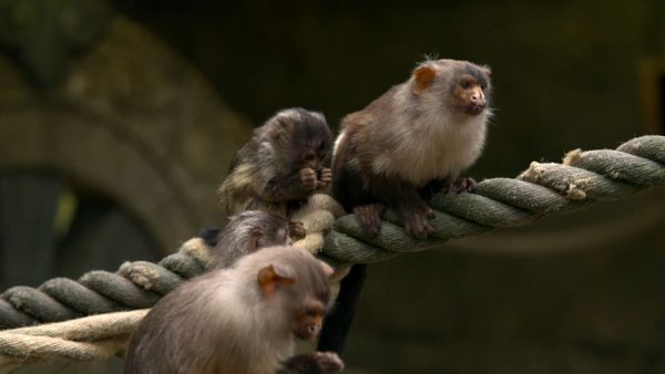 Animal Park - Episode 8