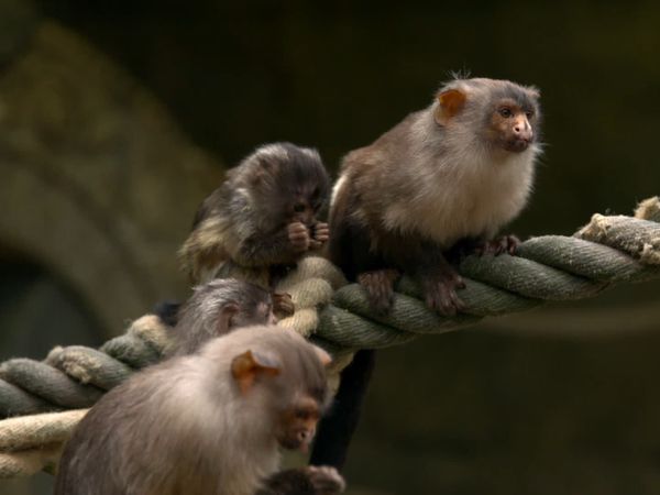 Animal Park - Episode 8