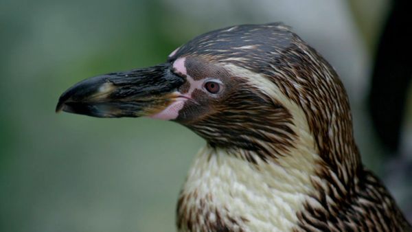 Animal Park - Episode 5