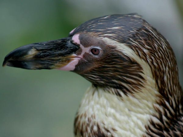 Animal Park - Episode 5
