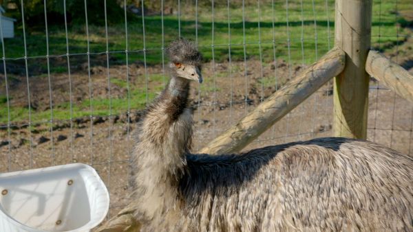 Animal Park - Episode 4