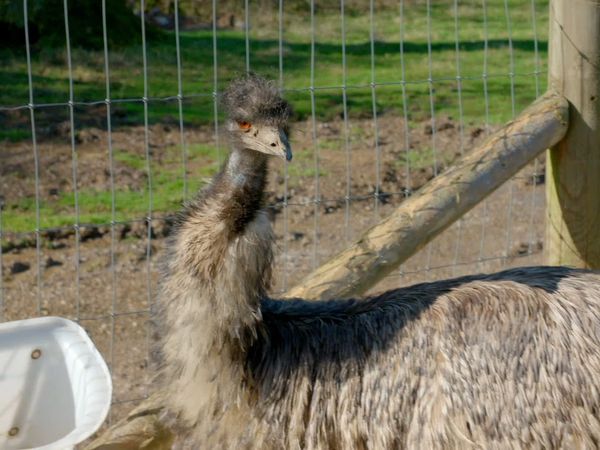 Animal Park - Episode 4