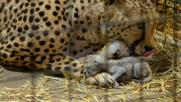 Animal Park - Episode 1