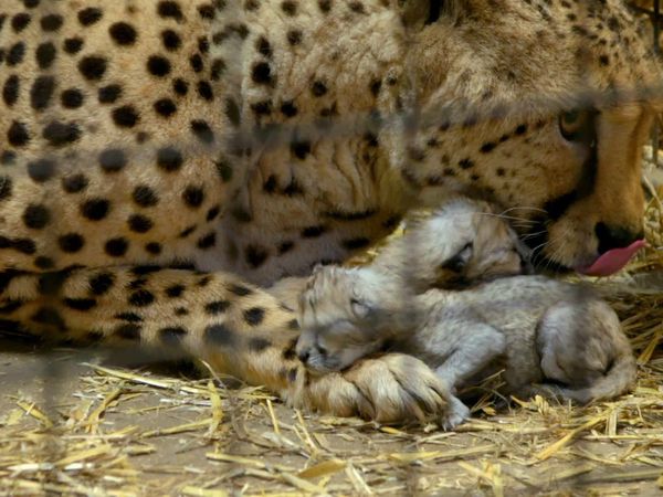 Animal Park - Episode 1