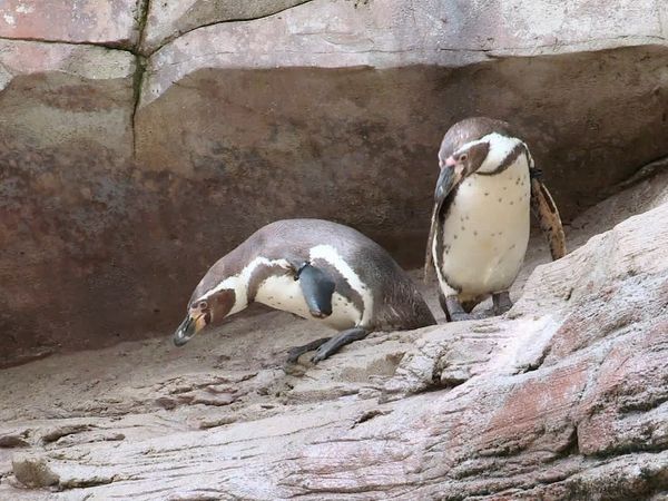 Animal Park - Episode 7