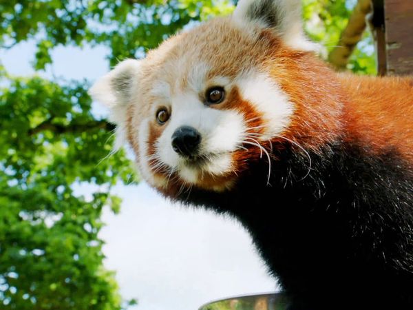 Animal Park - Episode 3