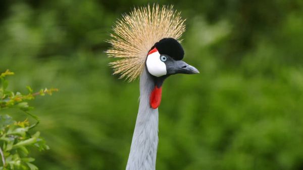 Animal Park - Episode 5