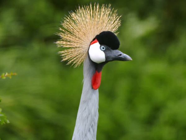 Animal Park - Episode 5