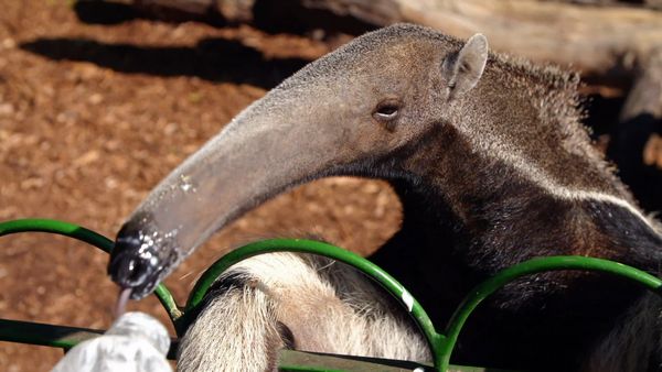 Animal Park - Episode 10