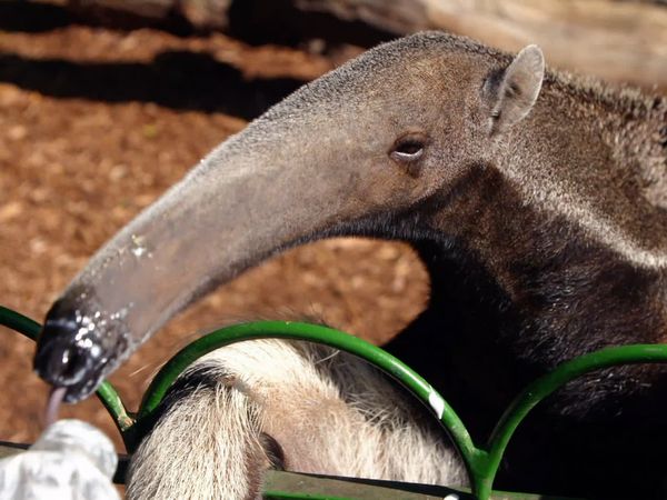 Animal Park - Episode 10