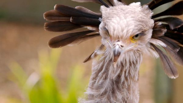 Animal Park - Episode 1