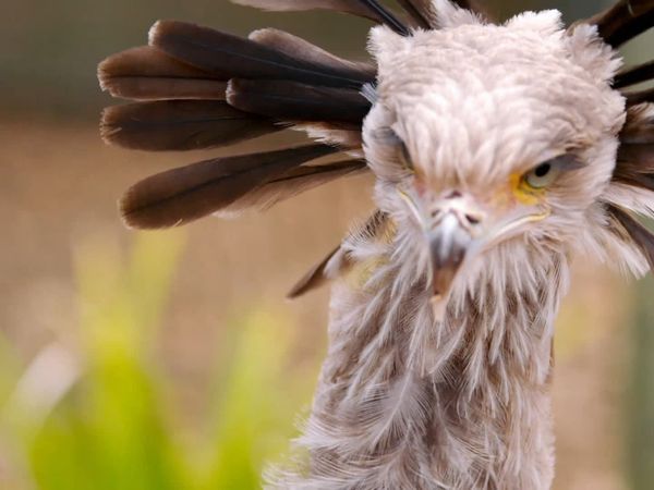Animal Park - Episode 1