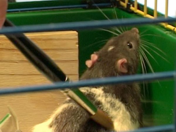 Talking to Animals - Episode 5