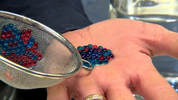DIY Sci - Food Science