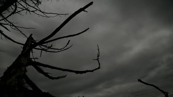 Alone - Triumph
