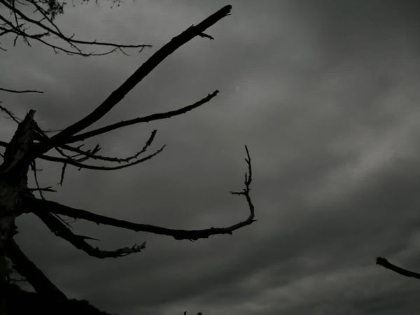 Alone - Triumph
