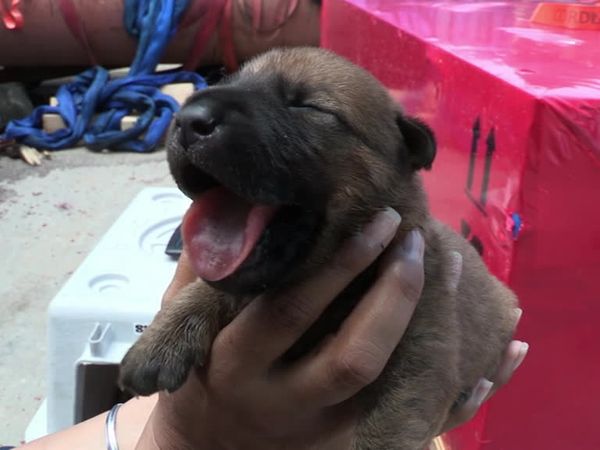 The Dog Rescuers - Episode 12