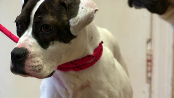 The Dog Rescuers - Episode 11