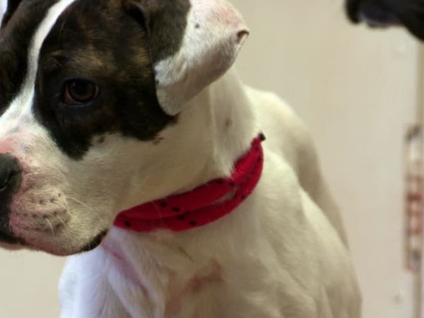 The Dog Rescuers - Episode 11