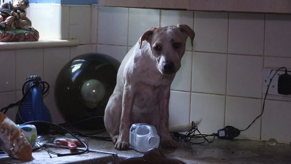 The Dog Rescuers - Episode 14