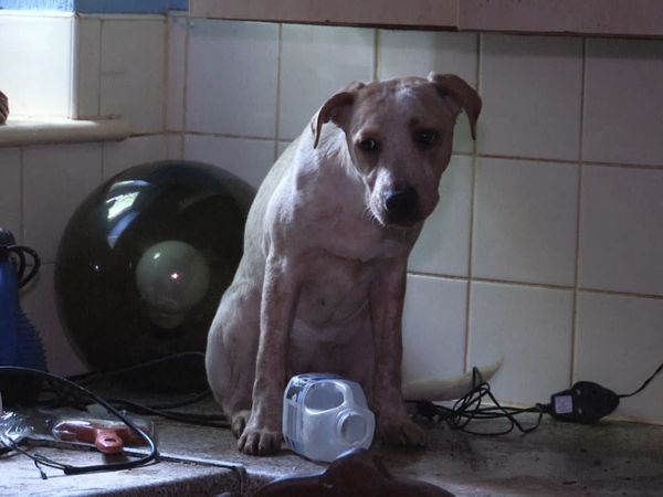 The Dog Rescuers - Episode 14