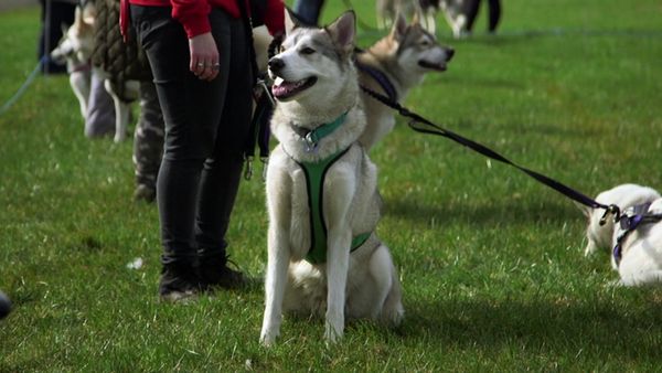 The Dog Rescuers - Episode 10
