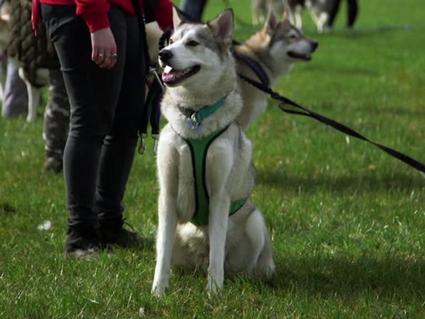 The Dog Rescuers - Episode 10