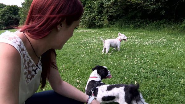 The Dog Rescuers - Episode 15