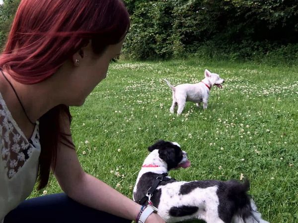 The Dog Rescuers - Episode 15