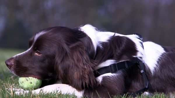 The Dog Rescuers - Episode 9