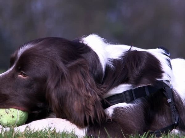 The Dog Rescuers - Episode 9
